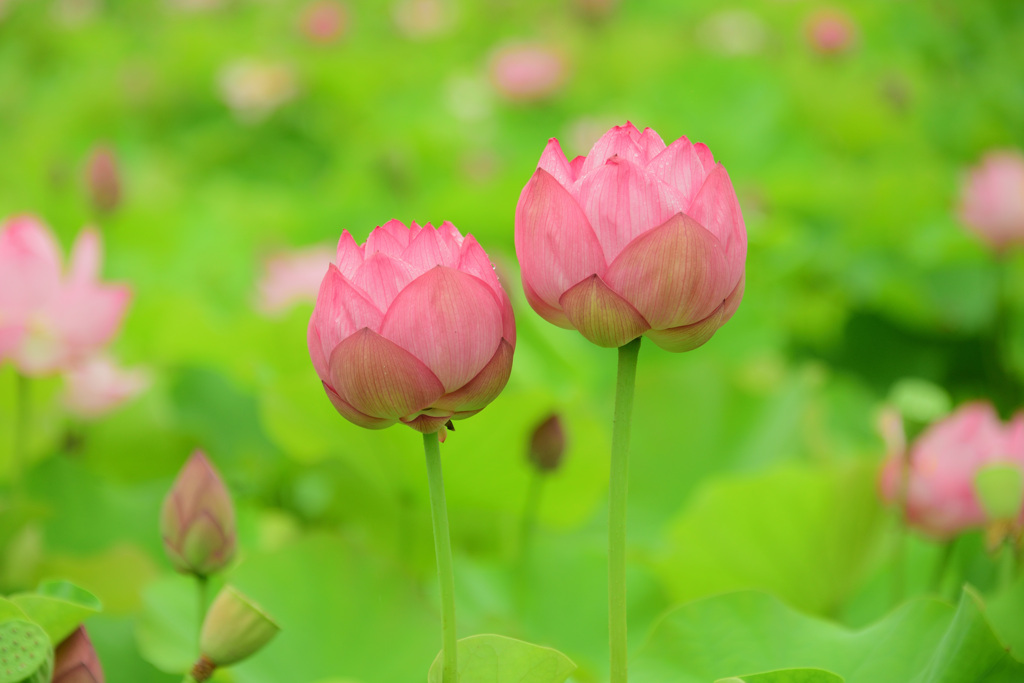 ゆめさき蓮の花苑