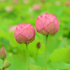 ゆめさき蓮の花苑
