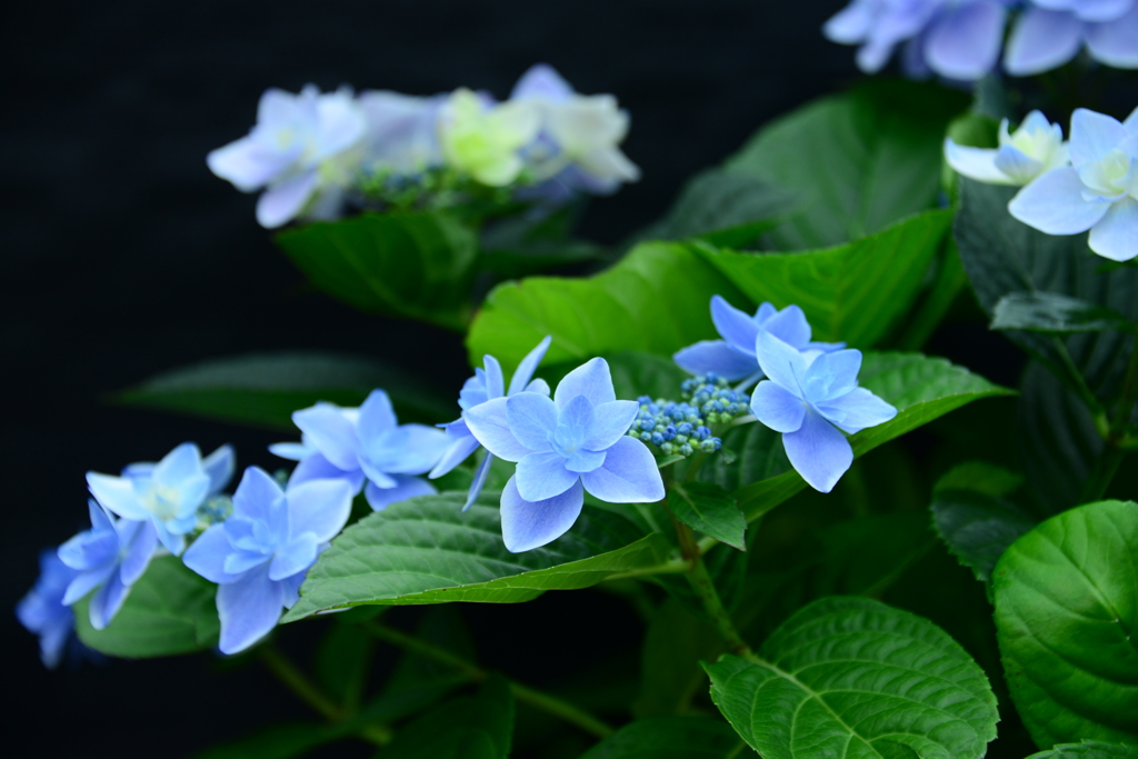 手柄山温室植物園