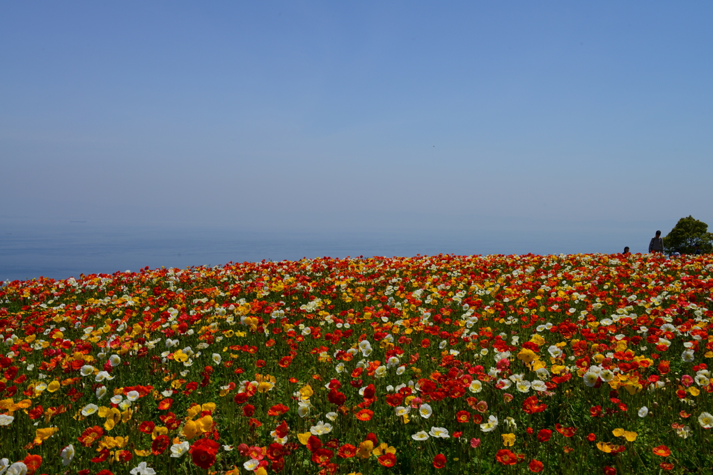 あわじ花さじき（壱拾壱）