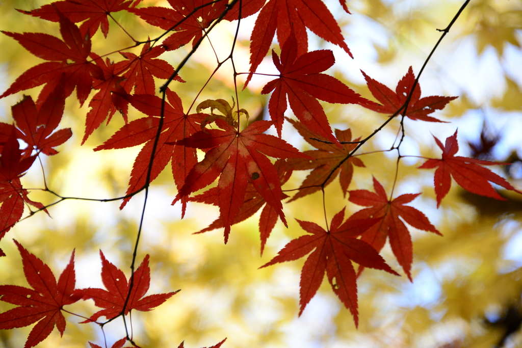 龍野公園紅葉谷（ギャラリー用）