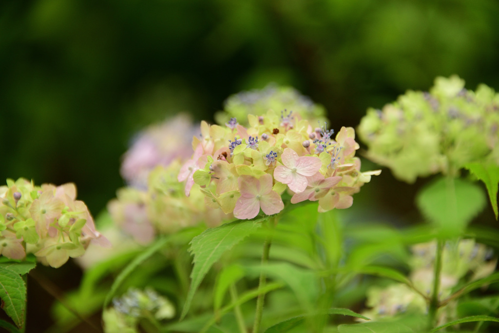 神戸市立森林植物園