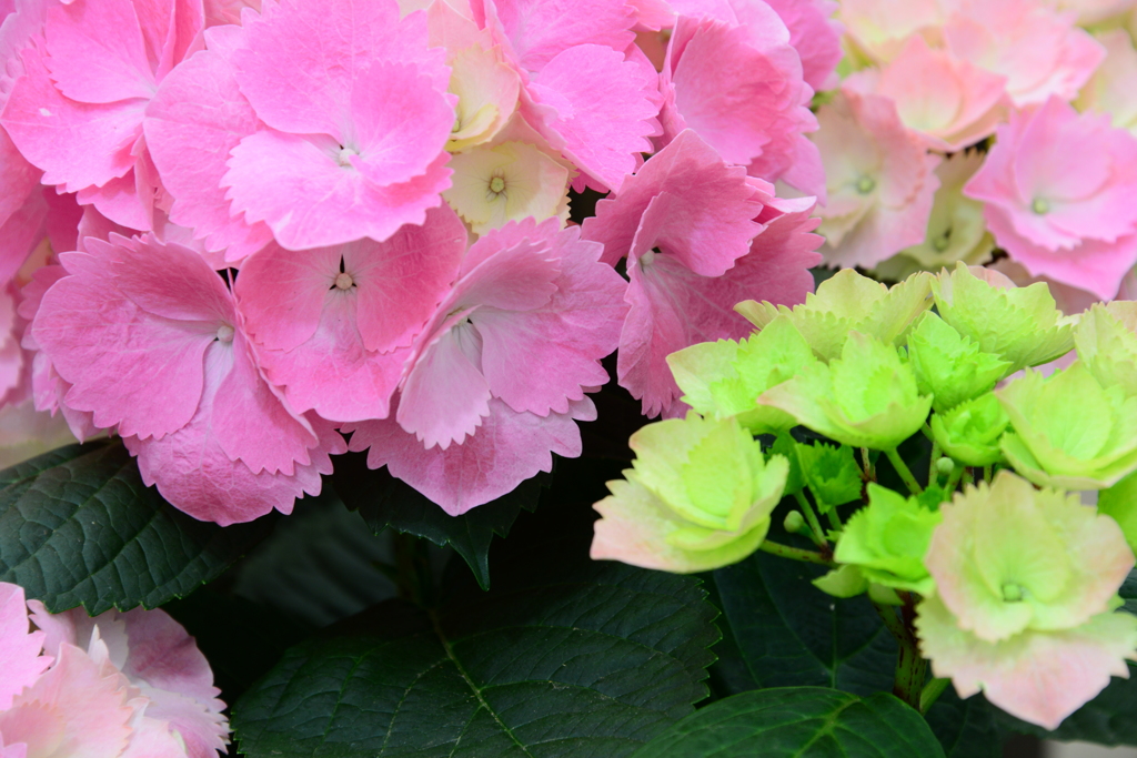 手柄山温室植物園