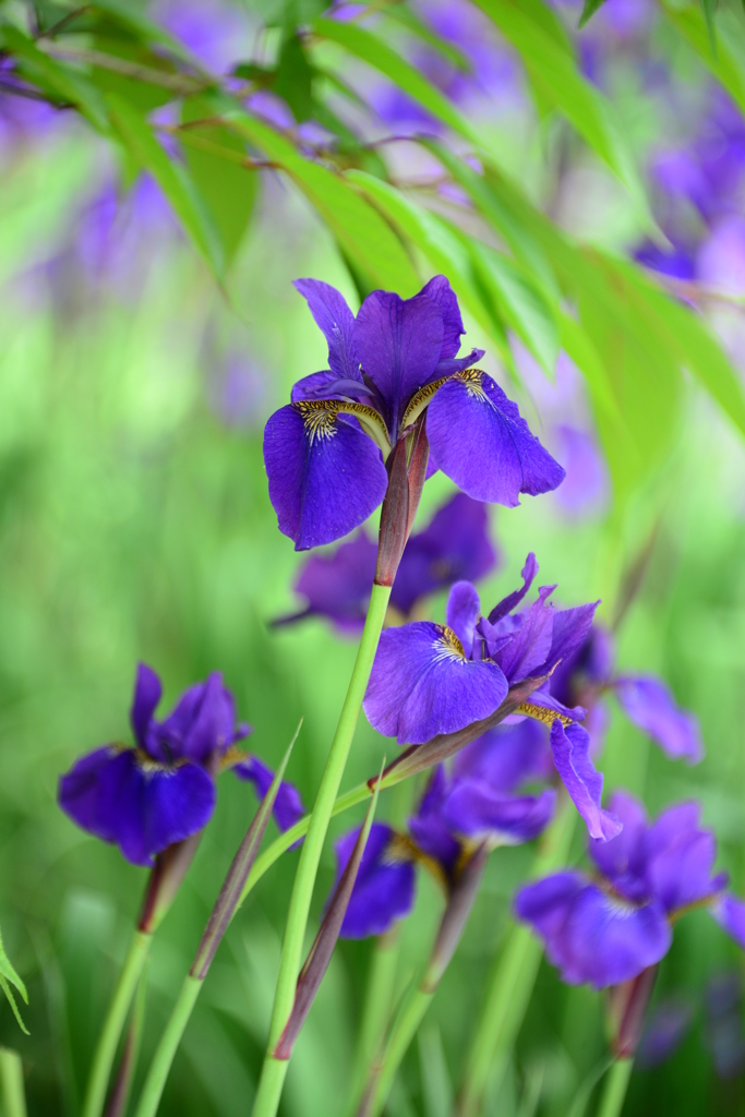 播州山崎花菖蒲園
