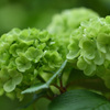 神戸市立森林植物園