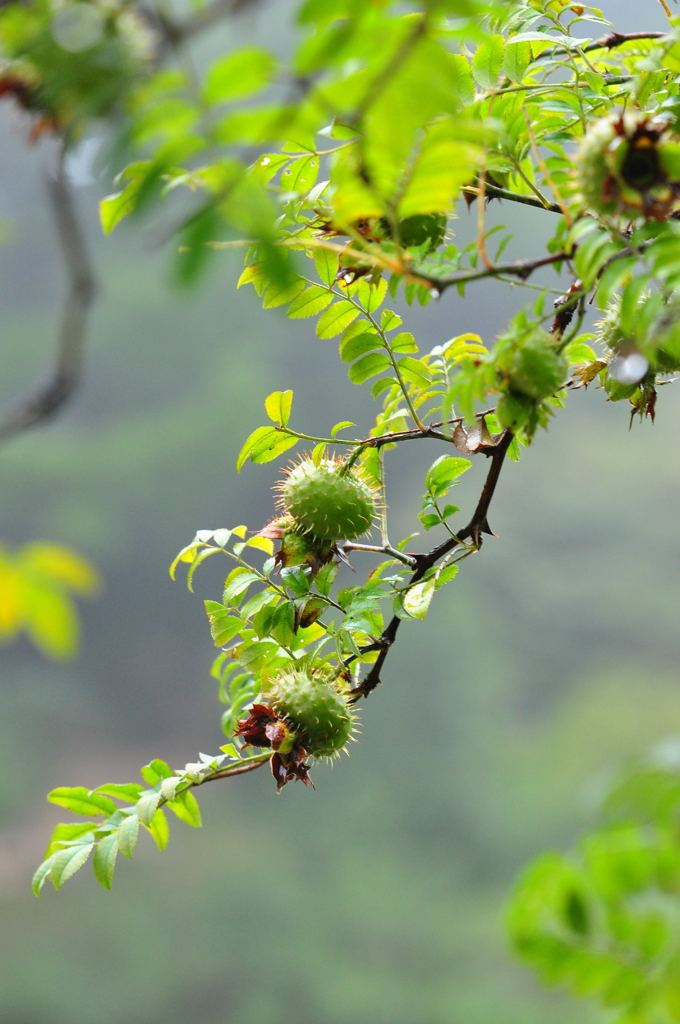 六甲高山植物園（九）