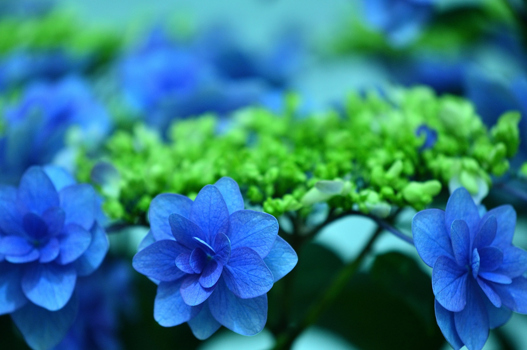 手柄山温室植物園