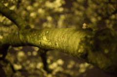IMG_8464