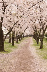 並木道