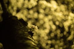 IMG_8454
