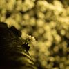 IMG_8454