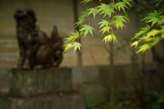 狗