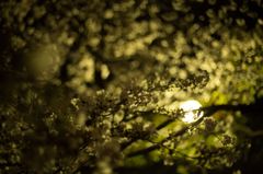 IMG_8409