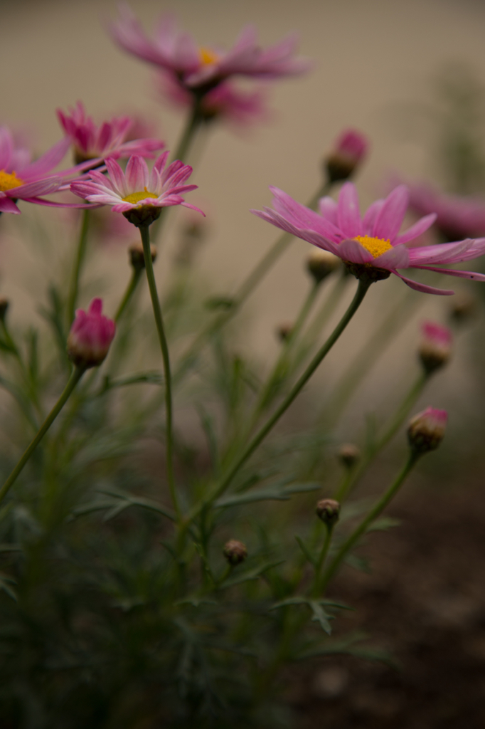 花言葉