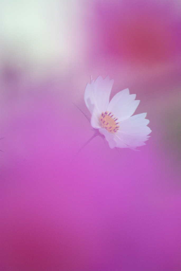 秋桜_2