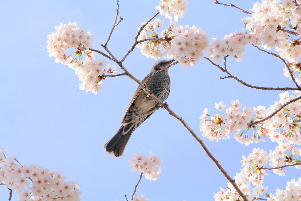 旬のお味は如何？