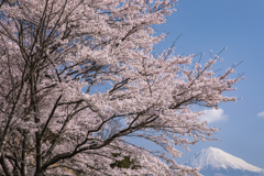 桜に富士