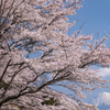 桜に富士