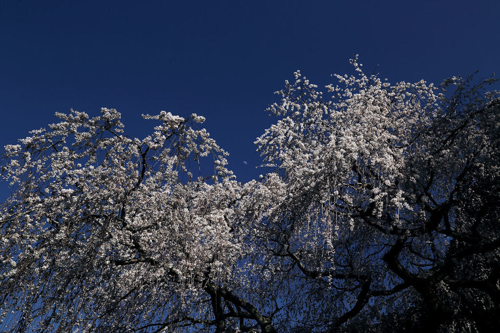 奥山田のしだれ桜...