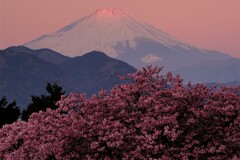 富士に桜