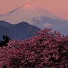 富士に桜