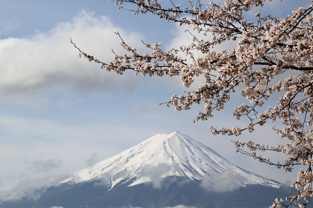富士に桜...