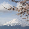 富士に桜...