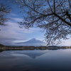 湖畔の夜桜