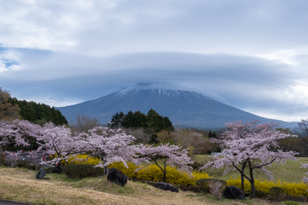 笠雲と桜