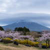 笠雲と桜