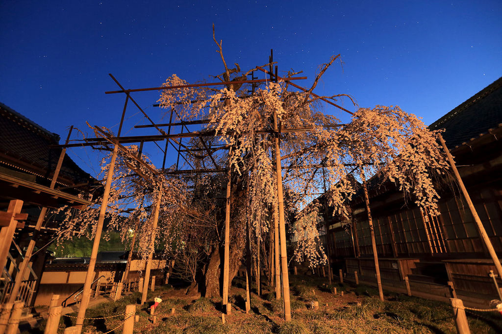 瑞龍寺しだれ桜...