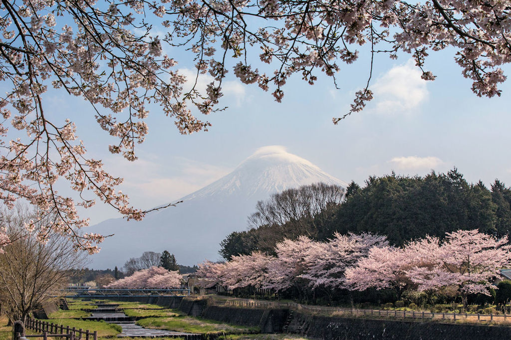 桜は満開なれど