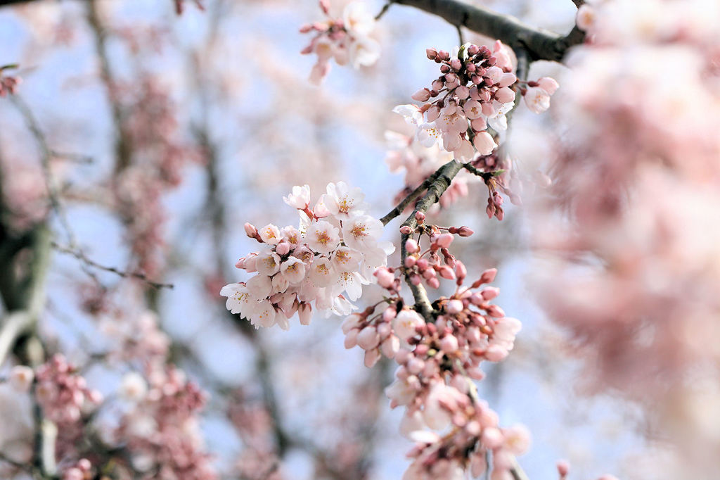 桜咲く季節...