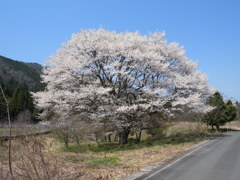 名無しの大木