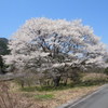 名無しの大木