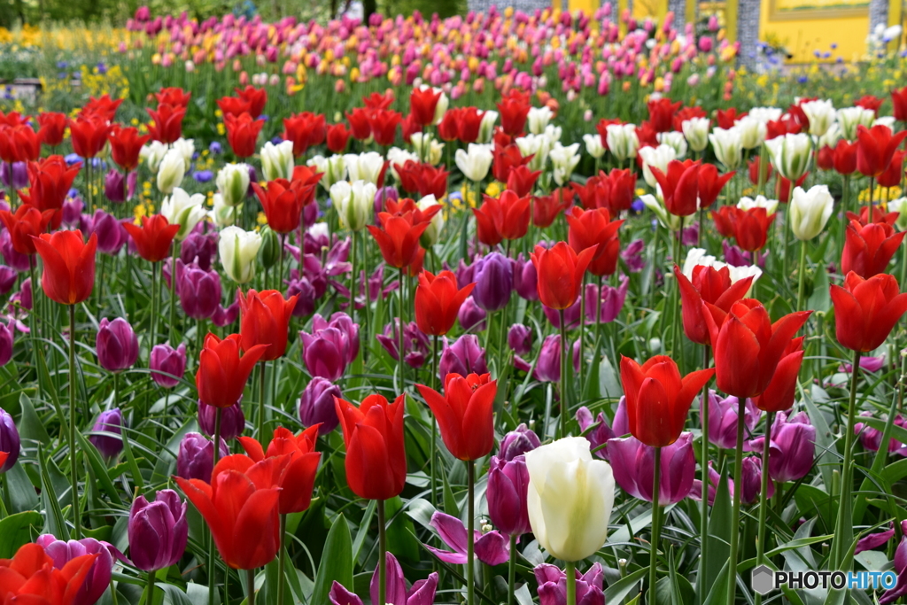 キュウケンホフ公園Keukenhof9