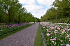 キュウケンホフ公園Keukenhof10