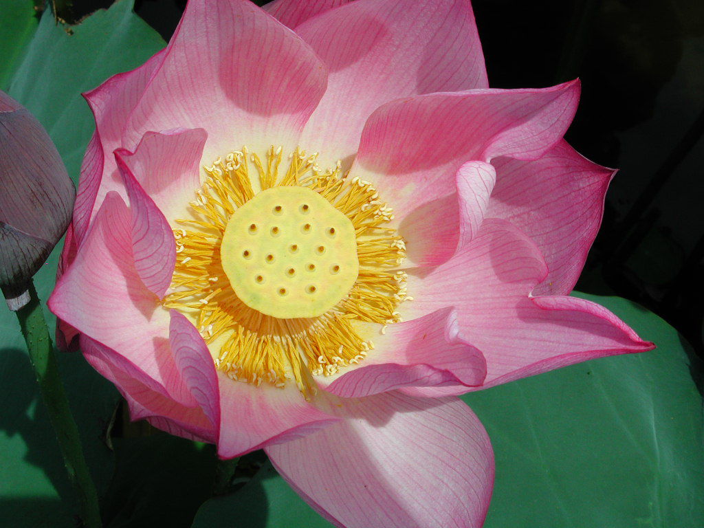 Lotus