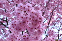 ピンクの桜（酒波寺）