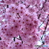 ピンクの桜（酒波寺）