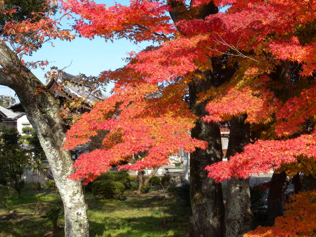 高島市　浄立寺　紅葉#1