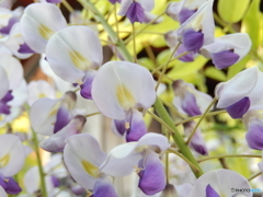藤の花