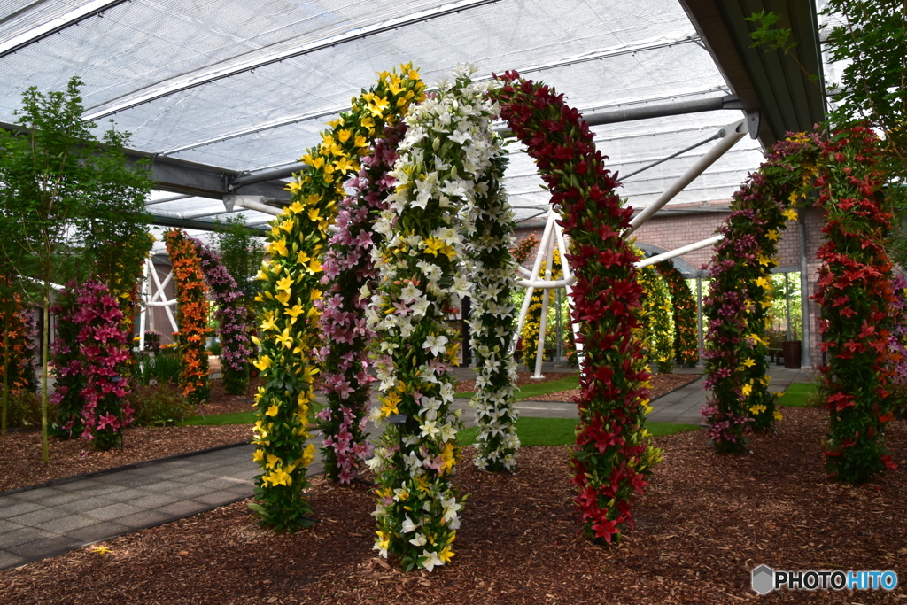 キュウケンホフ公園Keukenhof15