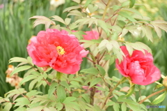 牡丹　開花#2