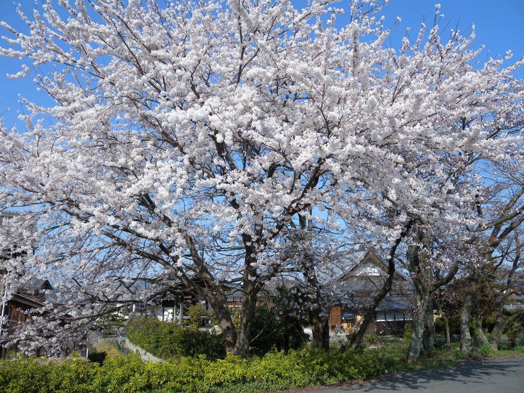 「浄立寺」の大木2