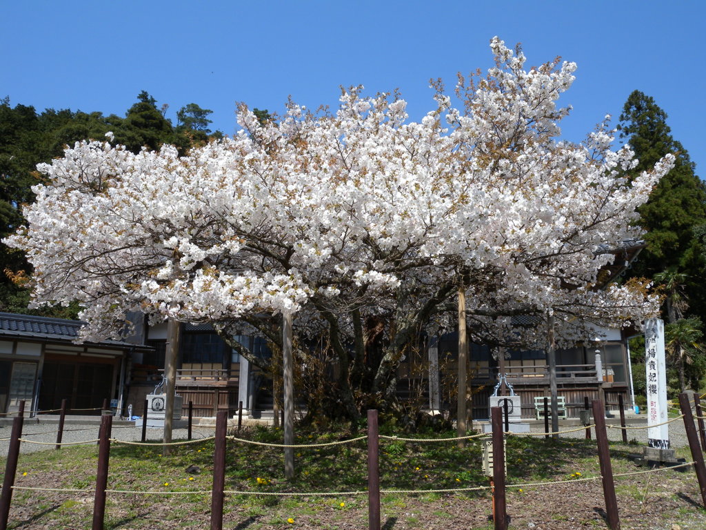 「楊貴妃桜」
