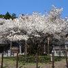 「楊貴妃桜」