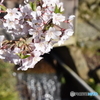 アズマヒガンザクラ（清水の桜）