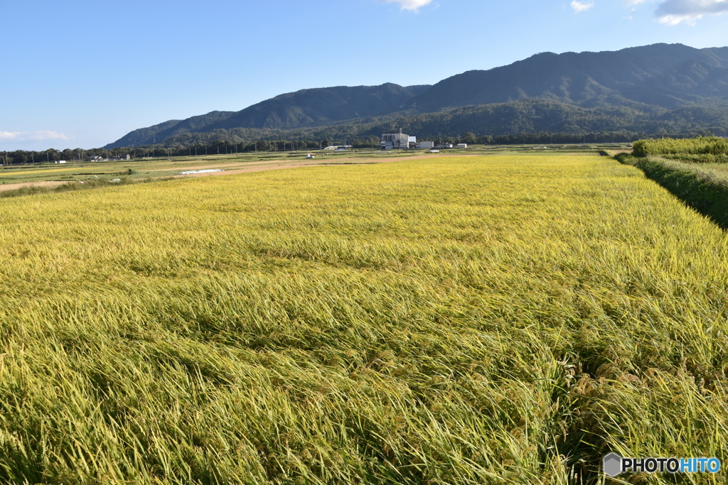高島市散歩　風に揺れる稲穂