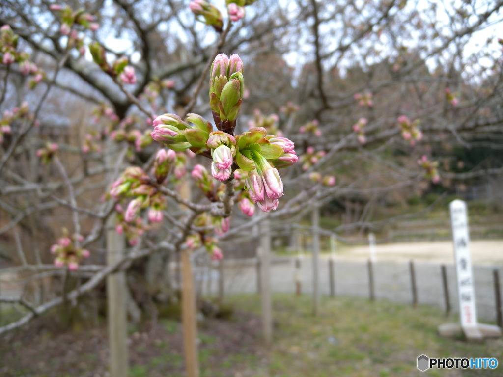 楊貴妃桜はあと少し